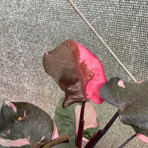Philodendron 'Pink Princess' (Grande)