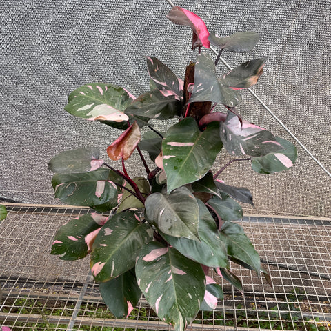 Philodendron 'Pink Princess' (Grande)