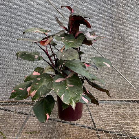Philodendron 'Pink Princess' (Grande)