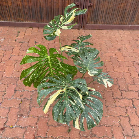 Monstera deliciosa 'Thai constellation' G