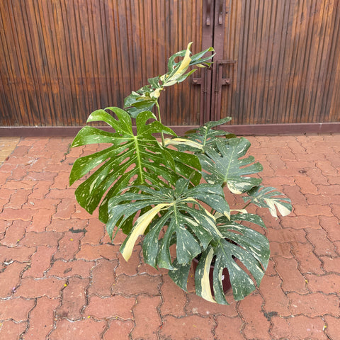 Monstera deliciosa 'Thai constellation' G