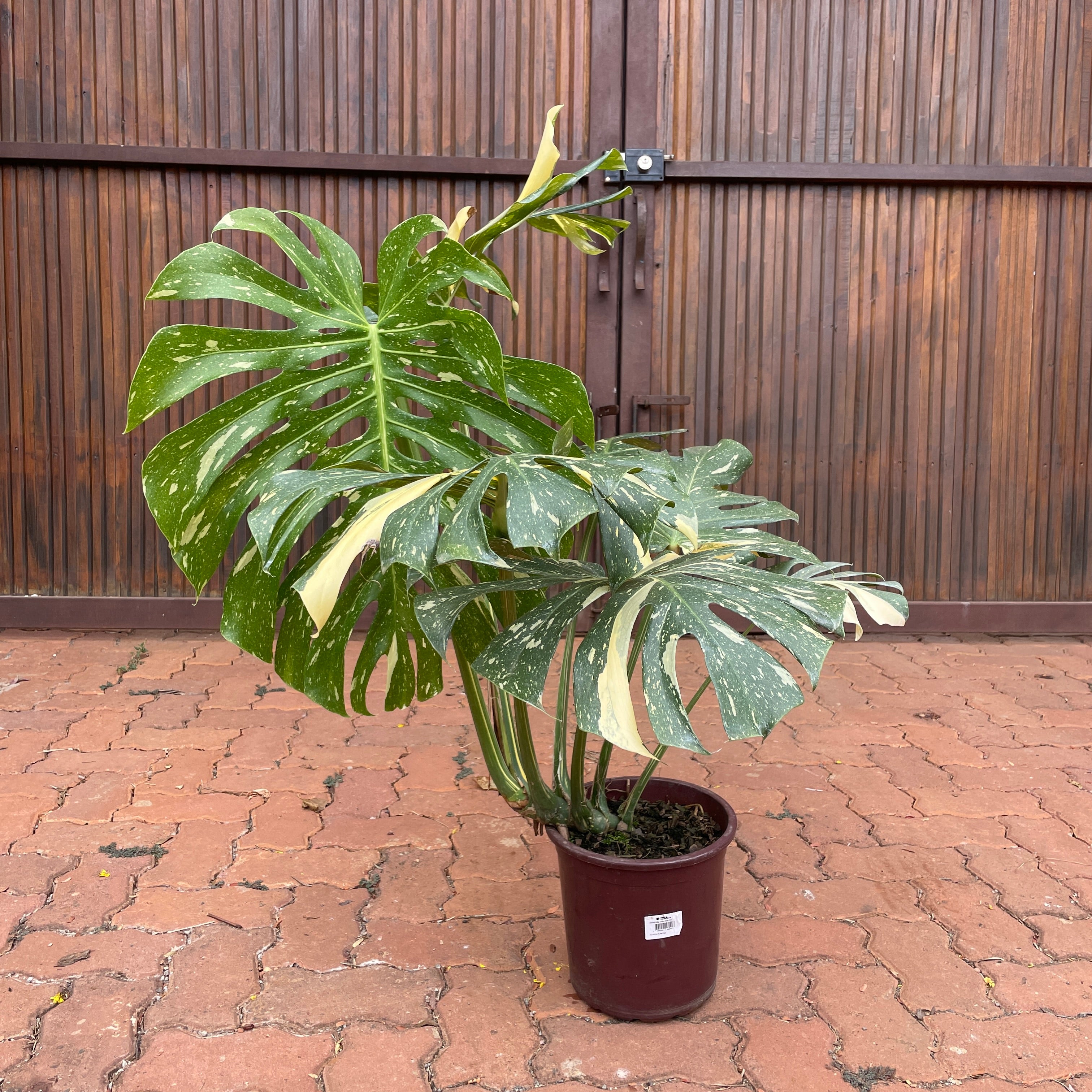モンステラ・ポトス Monstera Deliciousa Thai Constellat Monstera deliciosa 'Thai constellation' G – Entre Raízes Botânica