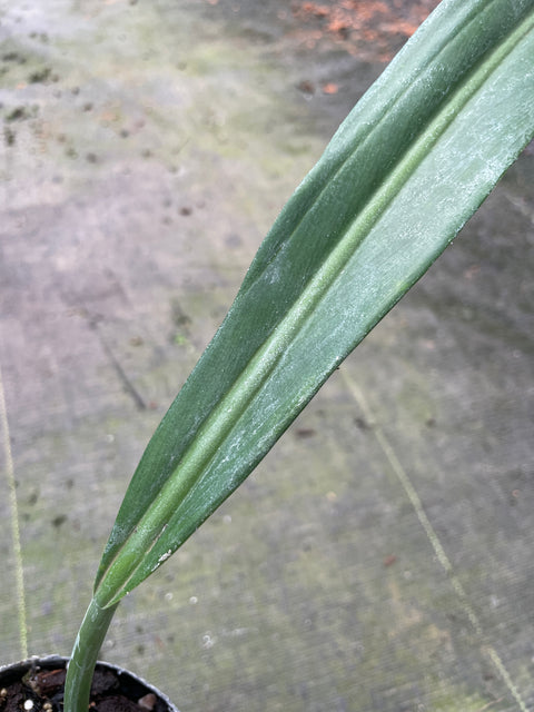 Philodendron alternans