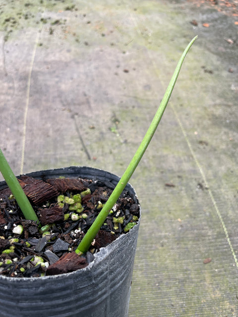 Philodendron alternans