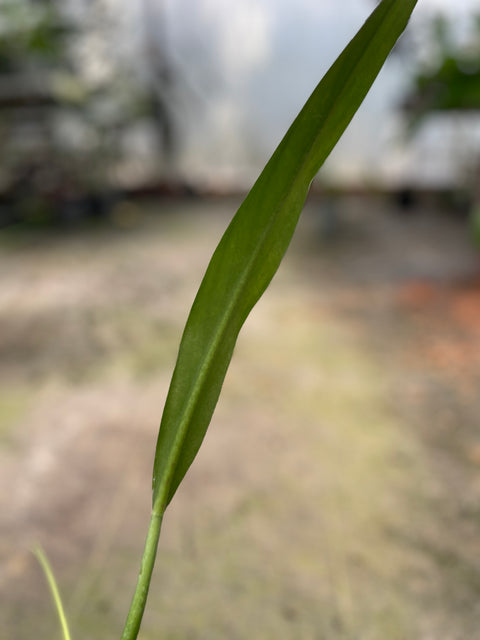 Philodendron alternans