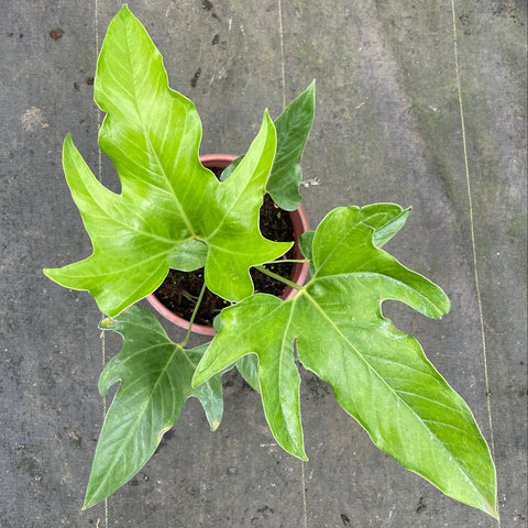 Anthurium pedatum