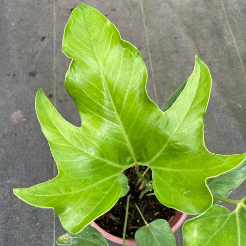 Anthurium pedatum