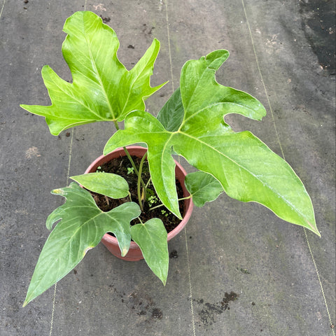 Anthurium pedatum