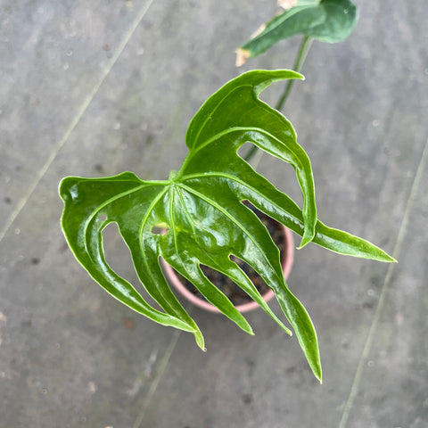 Anthurium pedatoradiatum