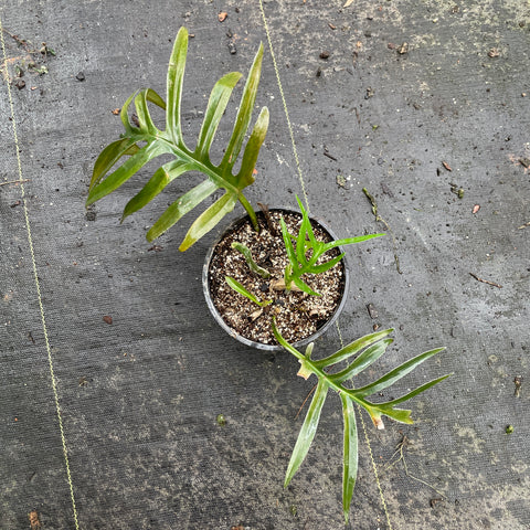 Philodendron tortum