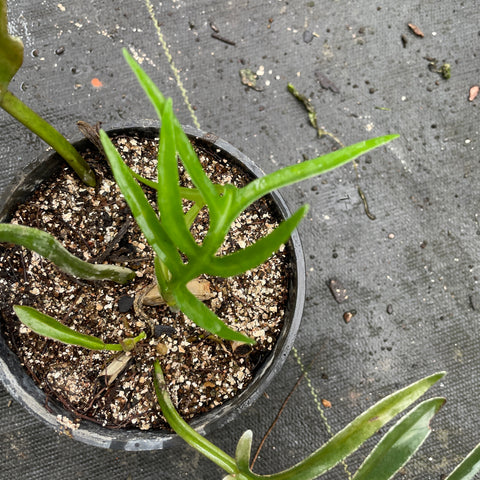 Philodendron tortum