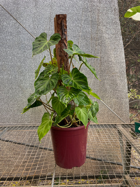 Philodendron verrucosum no tutor