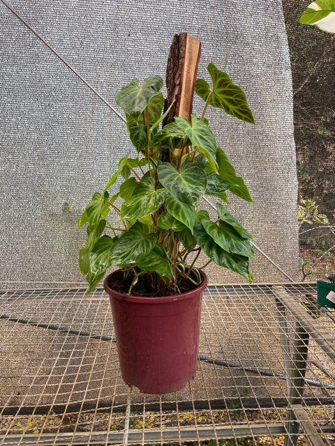 Philodendron verrucosum no tutor