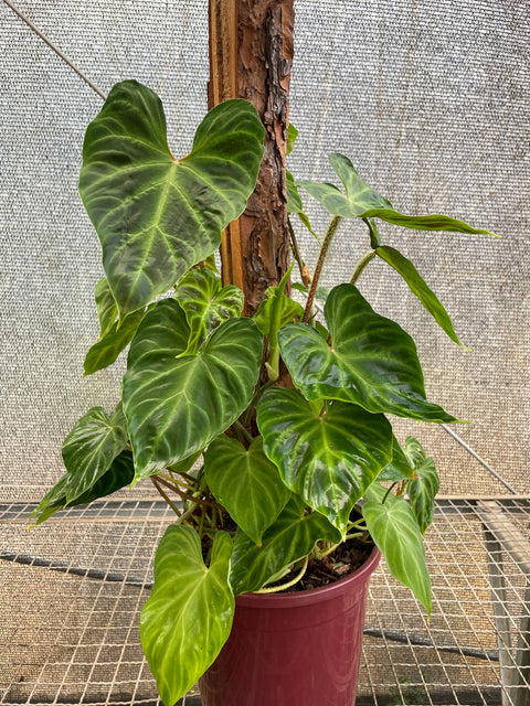 Philodendron verrucosum no tutor