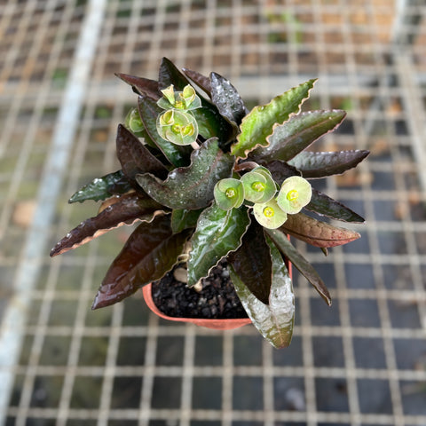 Euphorbia Francoisii