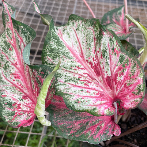 Caladium 06 - lançamento