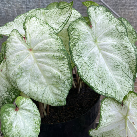 Caladium 05 - lançamento