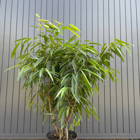 Ficus Alii (Ficus maclellandii) - média