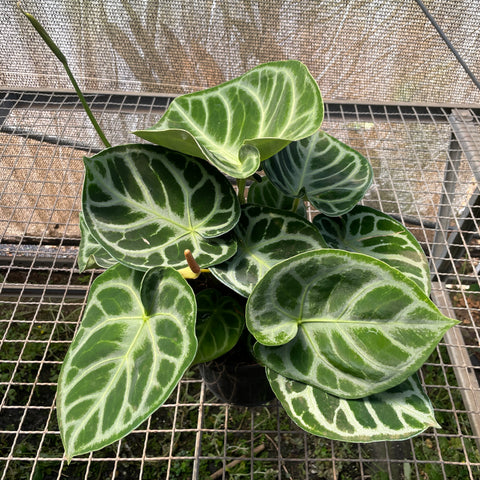 Anthurium Botanic - variação 10
