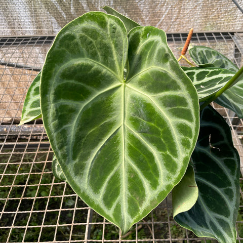 Anthurium Botanic - variação 10