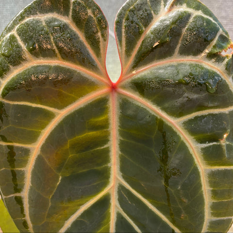 Anthurium Botanic - variação 05