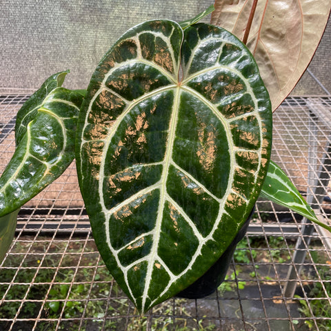 Anthurium Botanic - variação 05