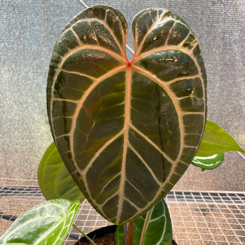 Anthurium Botanic - variação 05
