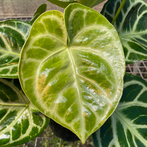 Anthurium Botanic - variação 10