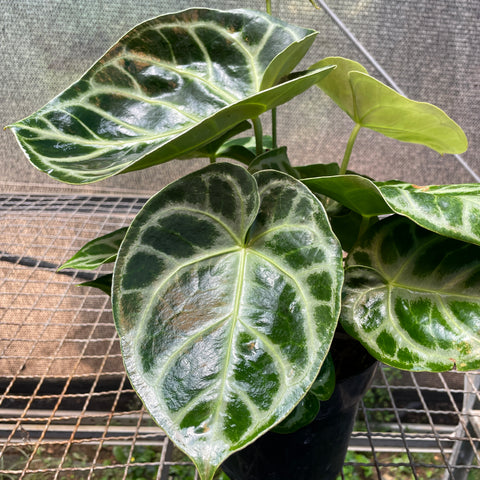 Anthurium Botanic - variação 10