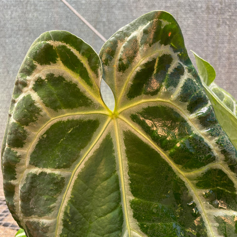 Anthurium Botanic - variação 06