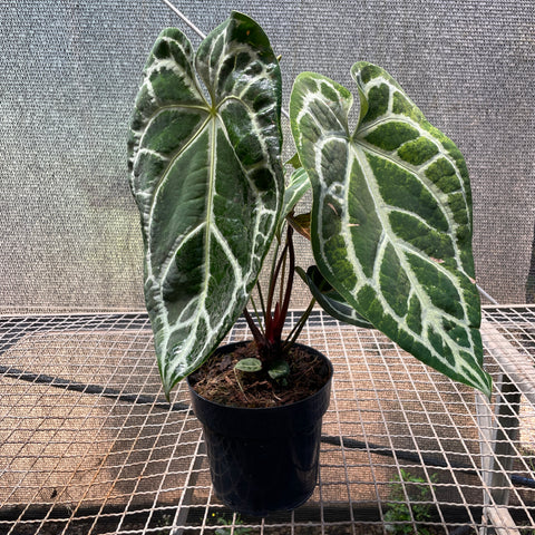 Anthurium Botanic - variação 06