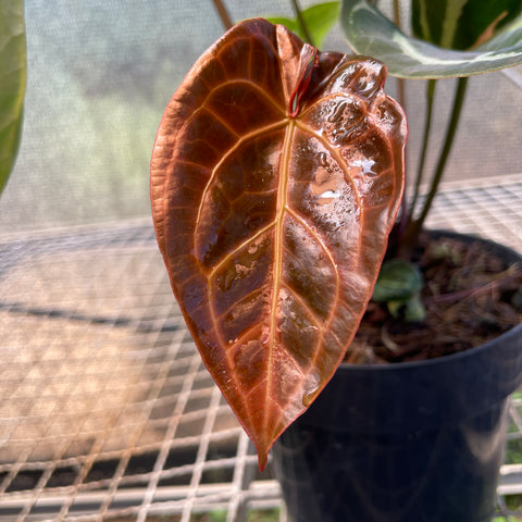 Anthurium Botanic - variação 06