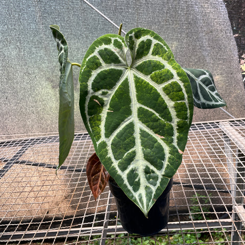 Anthurium Botanic - variação 06