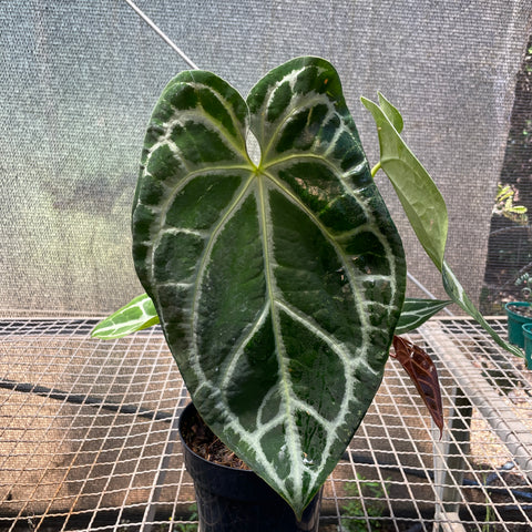 Anthurium Botanic - variação 06