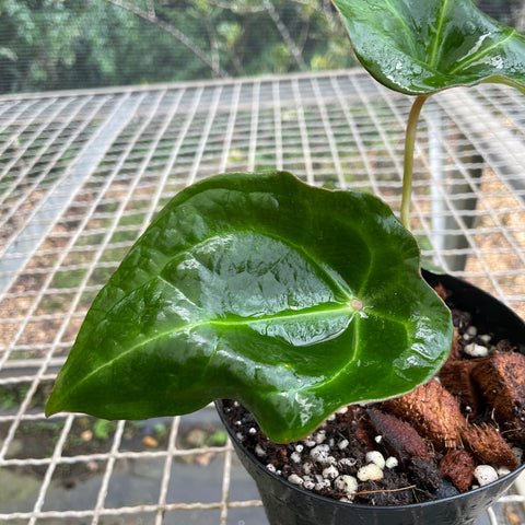 Anthurium forgetii