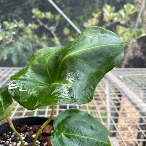 Anthurium forgetii