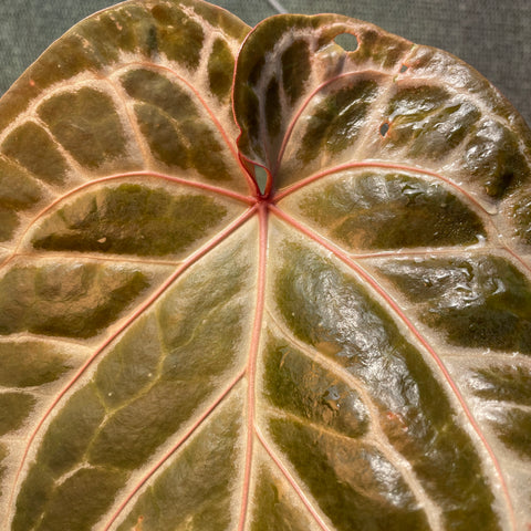 Anthurium Botanic - variação 09