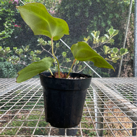 Anthurium forgetii