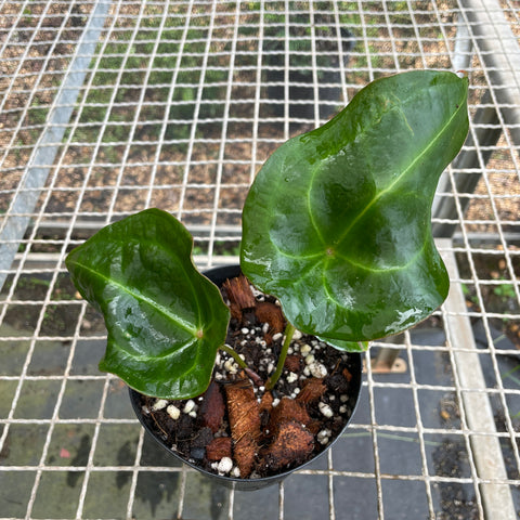 Anthurium forgetii