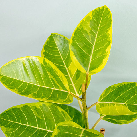 Ficus Altíssima - 1 haste