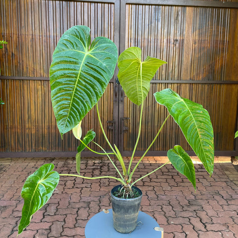 Anthurium Veitchii híbrido