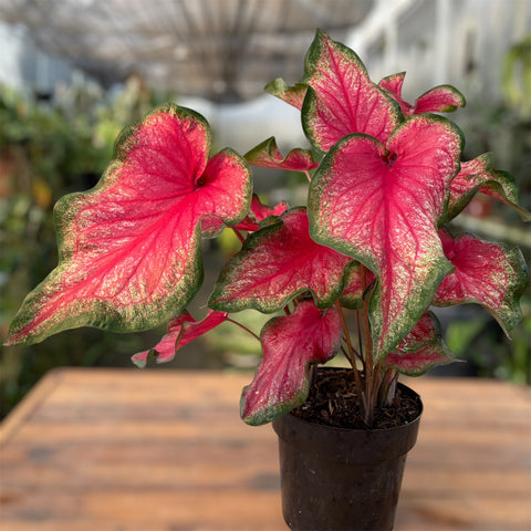 Caladium 07- lançamento