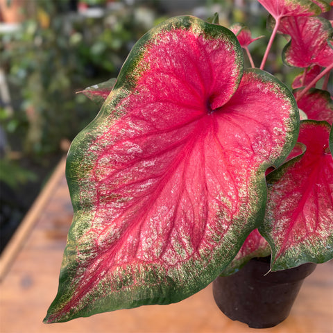 Caladium 07- lançamento