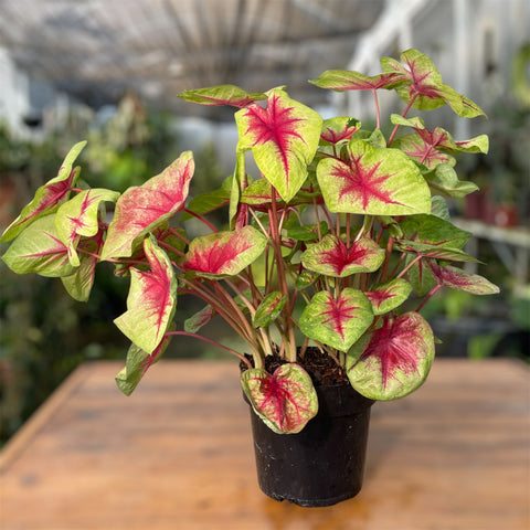 Caladium 08 -lançamento