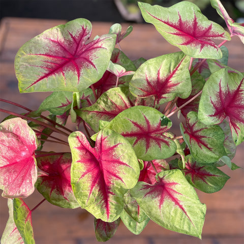 Caladium 08 -lançamento