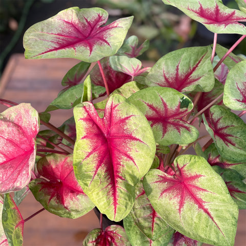Caladium 08 -lançamento