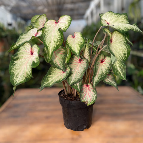 Caladium 09 -lançamento