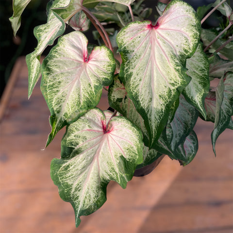 Caladium 09 -lançamento