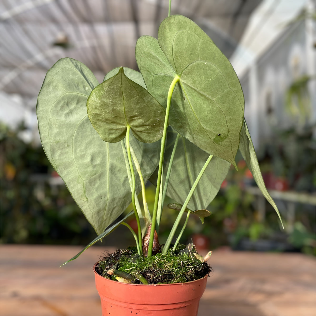 anthurium clarinervium preço Anthurium clarinervium: Compre Plantas Raras