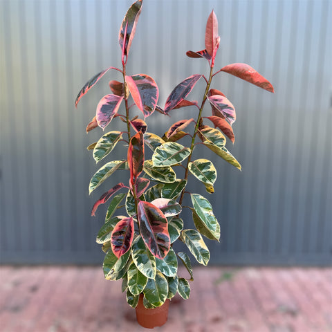 Ficus elástica ruby